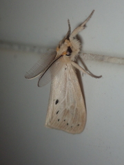 Laelia anamesa