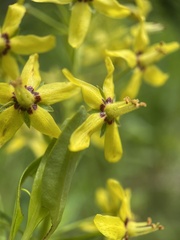 Lysimachia terrestris