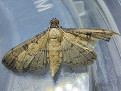 Nacoleia charesalis