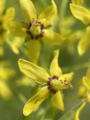 Lysimachia terrestris