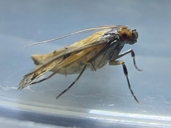 Nacoleia charesalis