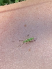 Megaloceroea recticornis