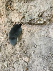 Talpa europaea