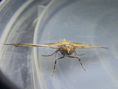 Nacoleia charesalis