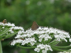 Satyrium caryaevorus