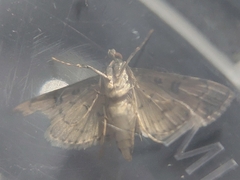 Nacoleia charesalis