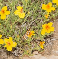 Chlosyne definita