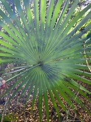Coccothrinax alta