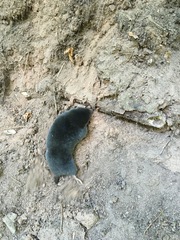 Talpa europaea