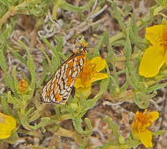 Chlosyne definita
