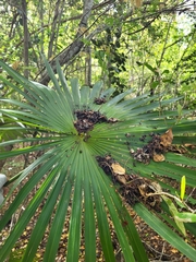 Coccothrinax alta