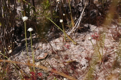 Utricularia capilliflora