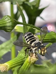 Megachile albitarsis
