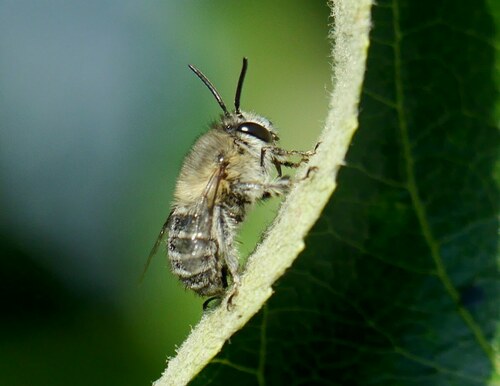Anthophore pubescente
