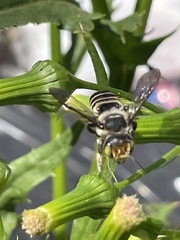 Megachile albitarsis