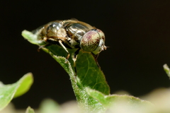 Eristalinus aeneus