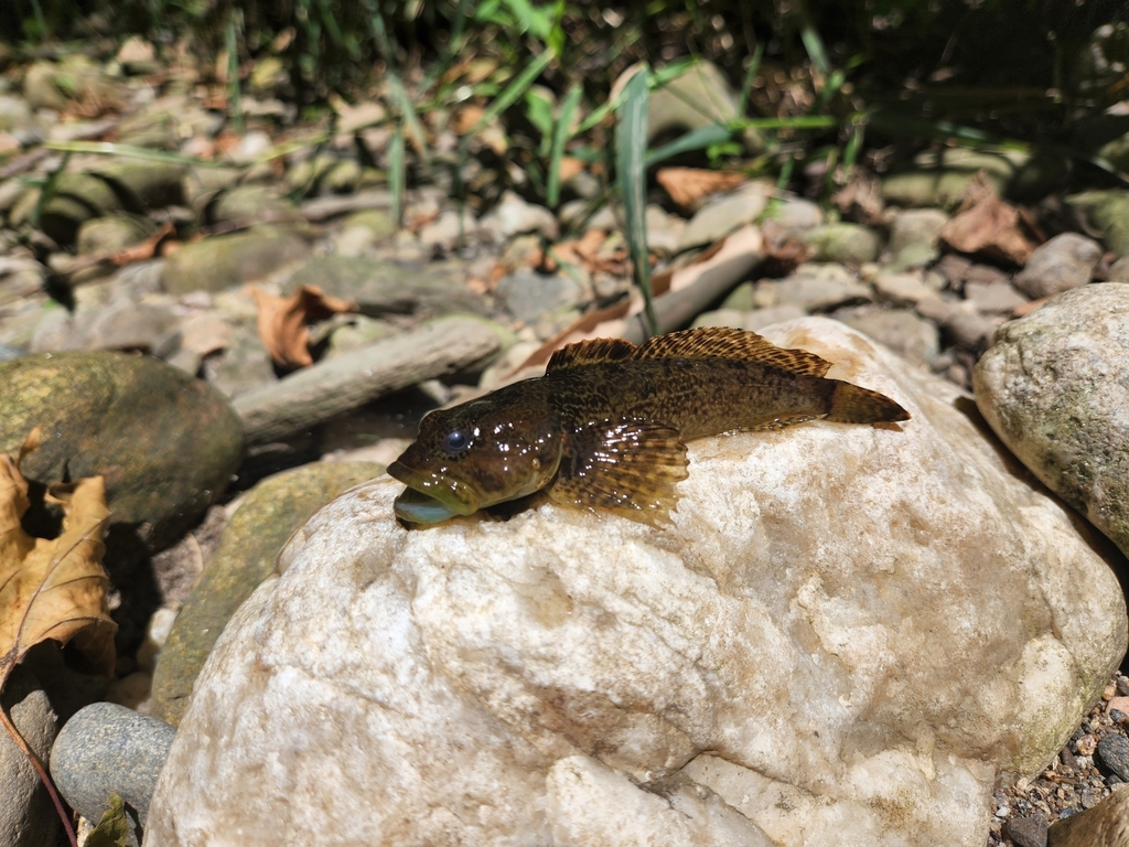 Knobfin Sculpin from Woodbury, Connecticut 06798, États-Unis on July 9 ...