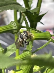 Megachile albitarsis