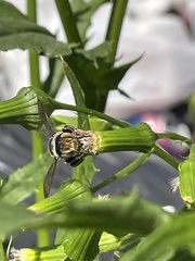 Megachile albitarsis