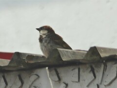 Passer domesticus