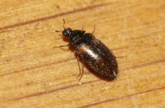 Reesa vespulae