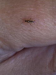 Campyloneura virgula