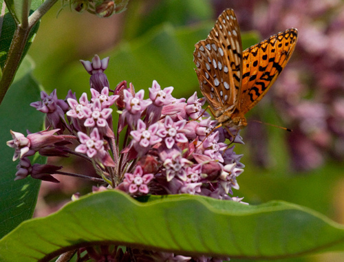 Aphrodite Fritillary (Acadia National Park Butterfly Guide 🦋) · iNaturalist