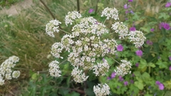 Heracleum sphondylium