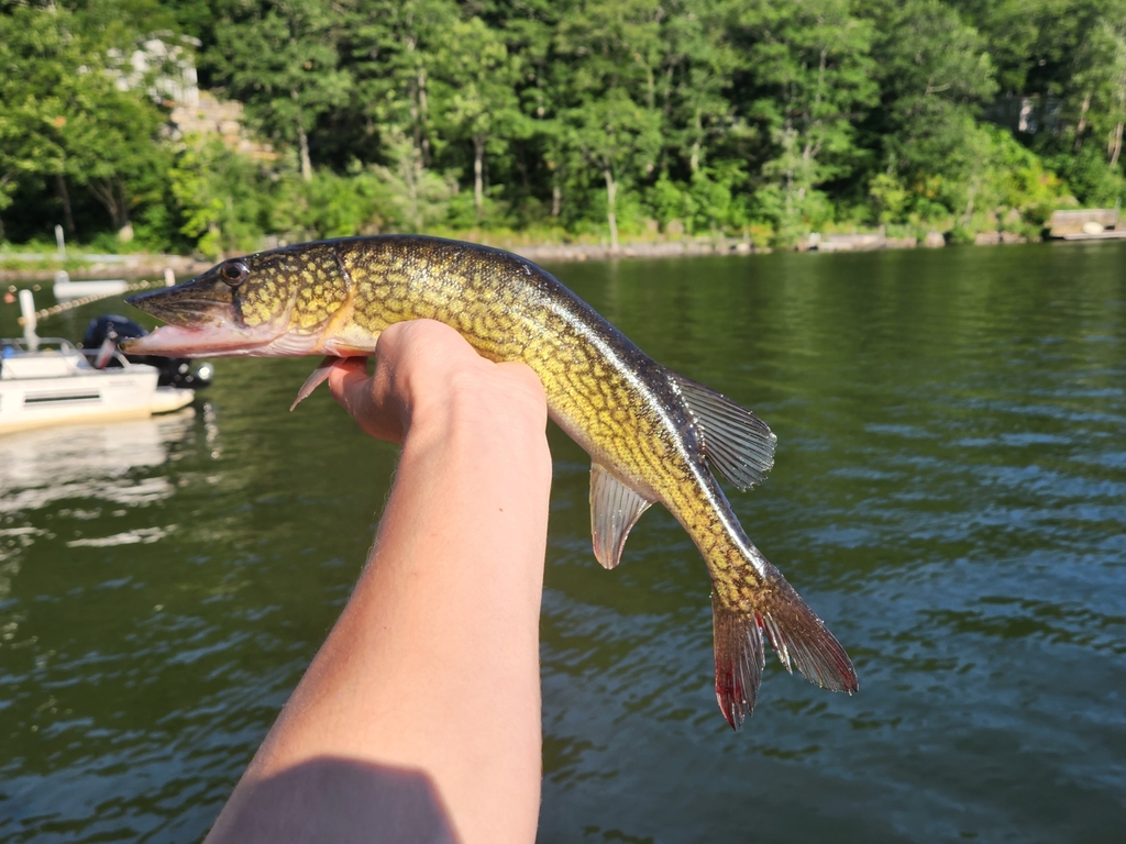 Chain Pickerel from New Preston, Washington, Connecticut, ÉtatsUnis on