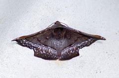Fascellina porphyreofusa