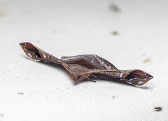 Fascellina porphyreofusa