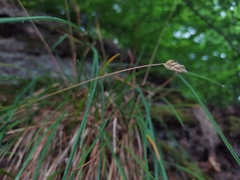 Sesleria albicans
