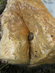 Erpobdellidae