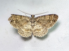 Aethalura leucozona