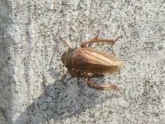 Aphrodes makarovi