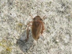Aphrodes makarovi