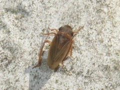 Aphrodes makarovi