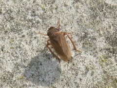 Aphrodes makarovi