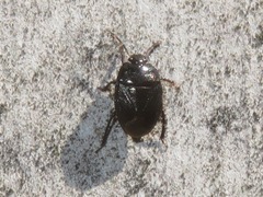Legnotus limbosus