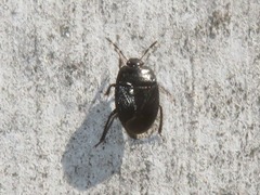 Legnotus limbosus