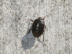 Legnotus limbosus