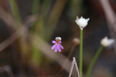 Stylidium pedunculatum