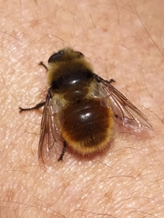 Cephenemyia stimulator