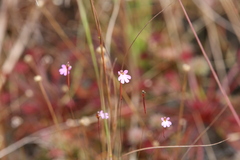 Stylidium pedunculatum