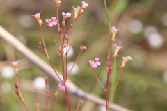 Stylidium dunlopianum