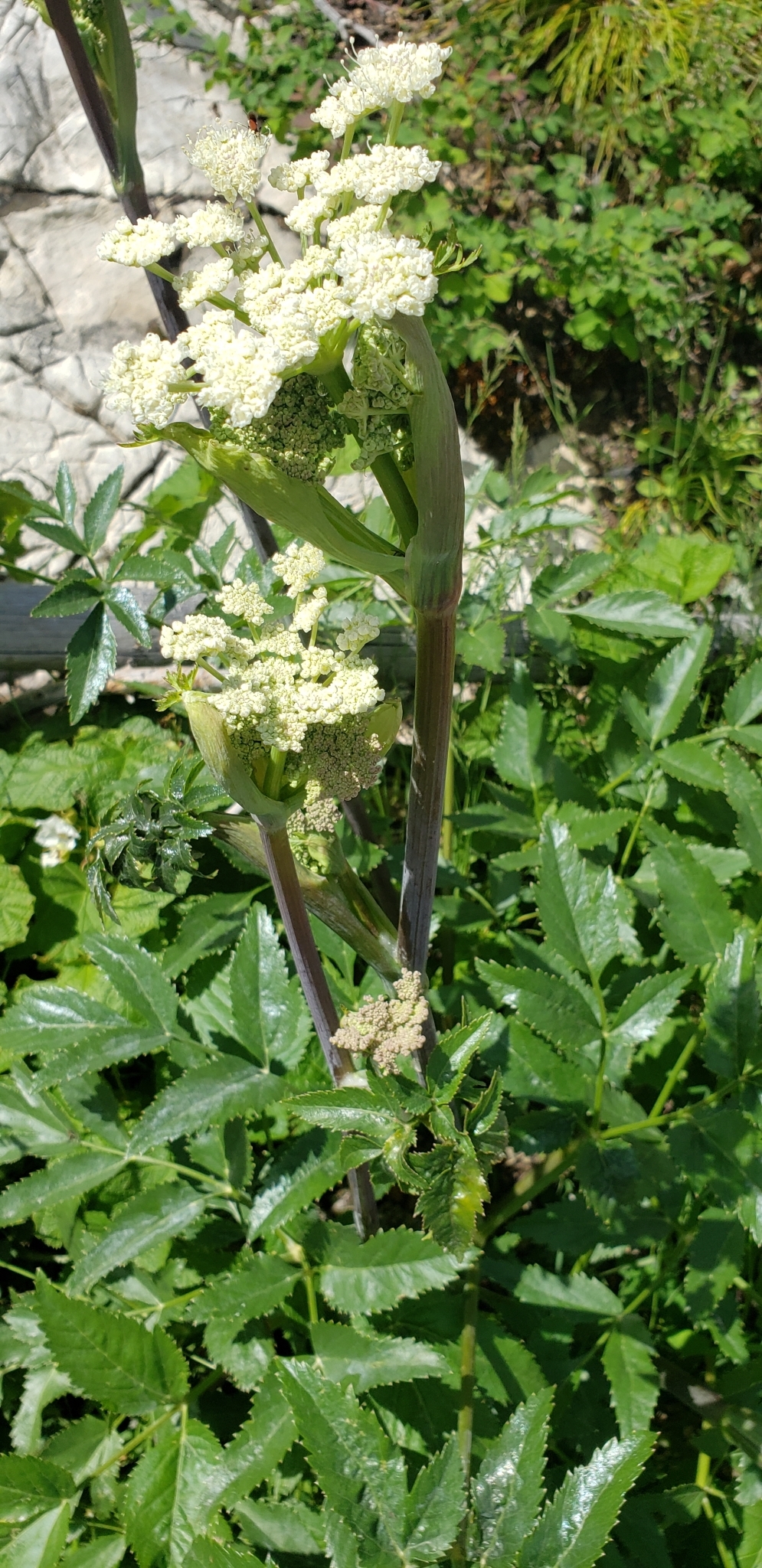 Angelica arguta Nutt. ex Torr. & Gray