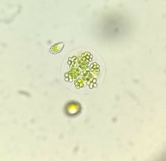 Sphaerocystis