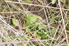 Stylidium dunlopianum