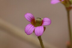 Stylidium dunlopianum