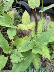 Persicaria orientalis